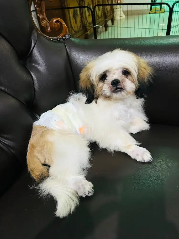 Shihtzu shitzu pure jantan VAKSIN