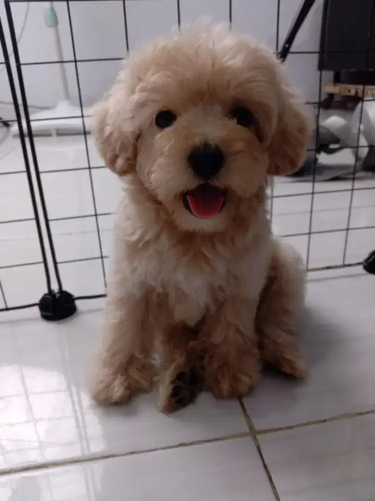 TOY POODLE LATTE, COD-JAKARTA BARAT