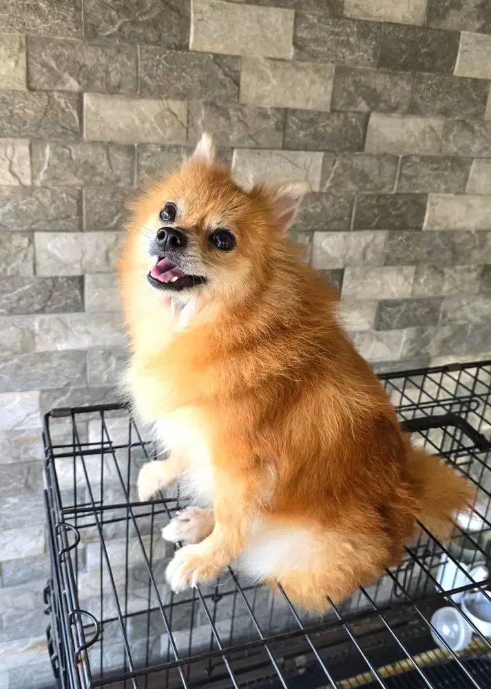 Diberikan Cuma-Cuma Anjing Pomeranian Cantik