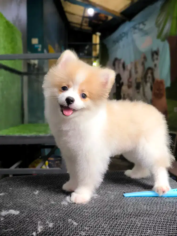 Minipom Party Colours ( betina )