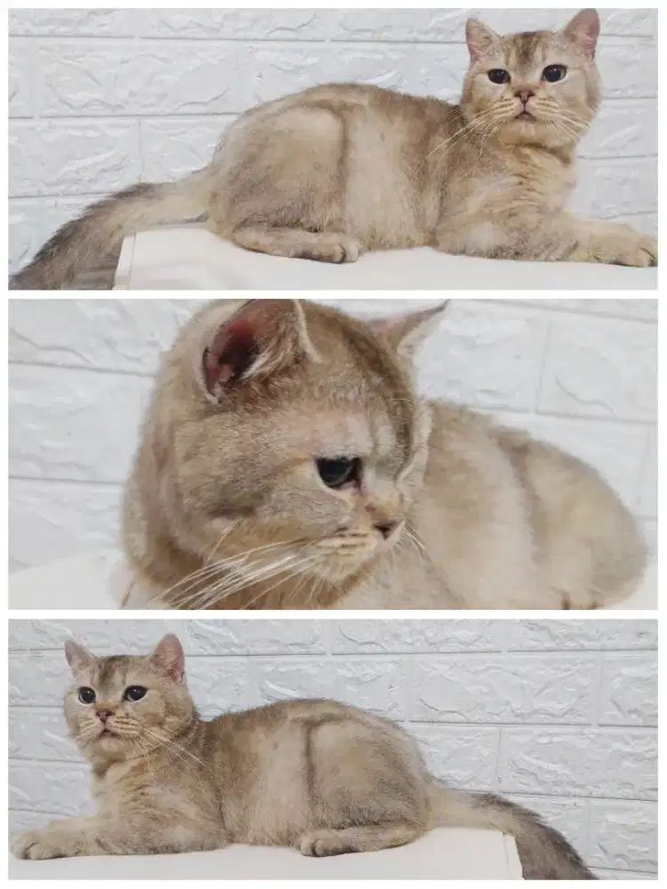 Kucing BSH nonped jantan 7 bulan jakarta barat murmer saja