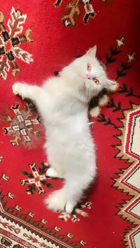 Kucing persia betina