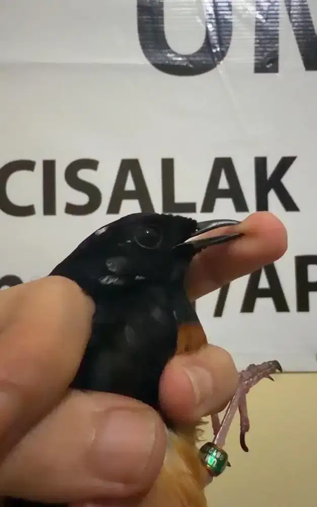 murai batu jantan blorok ekor 20cm trah split panda