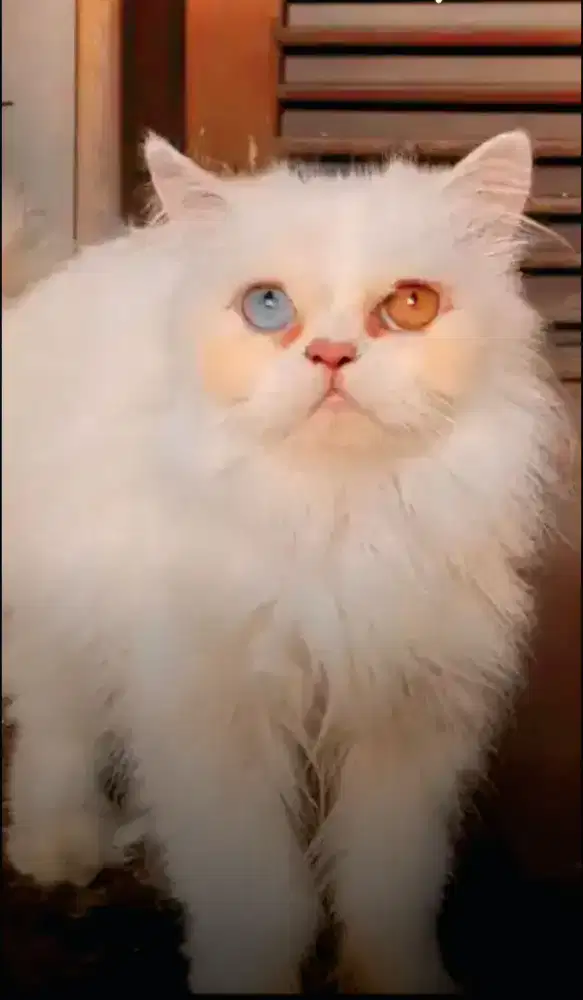 Kitten Flatnose ODD EYE ( LANGKA ) Long Hair Betina 5 Bulan Sehat