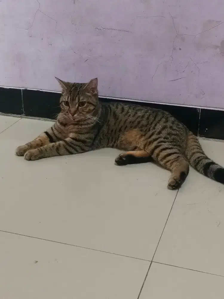 BSH Mix Munchkin Tabby Kitten Jantan