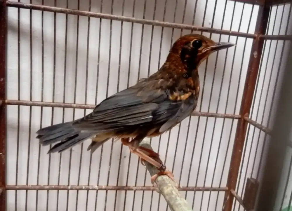 Anis merah jamin jantan trotol ring Avatar