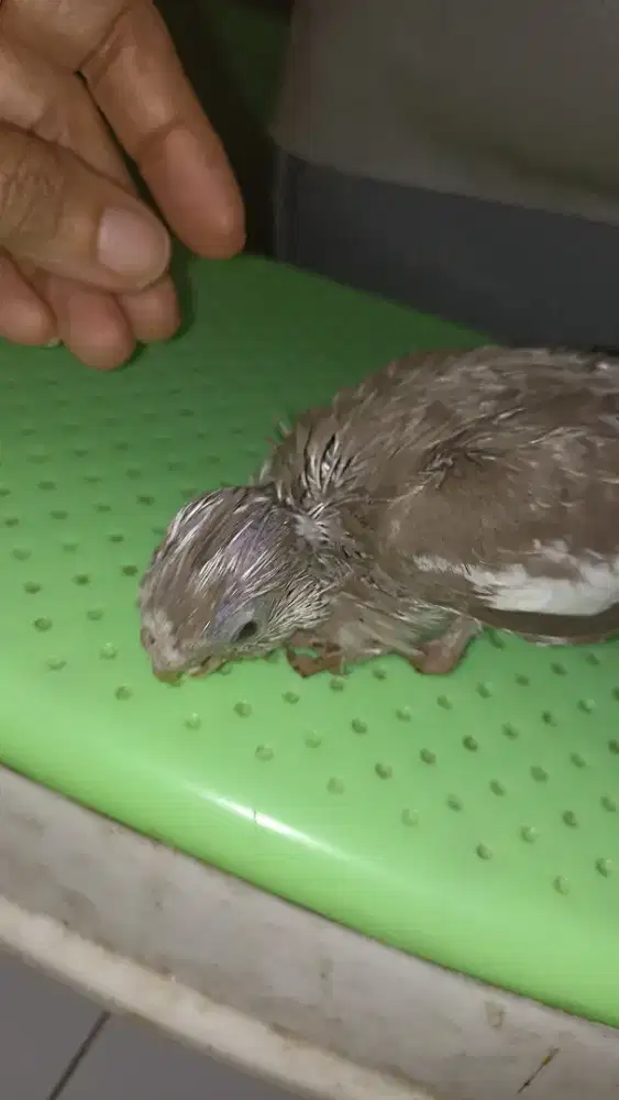 Anakan Falk wf cinnamon jinak