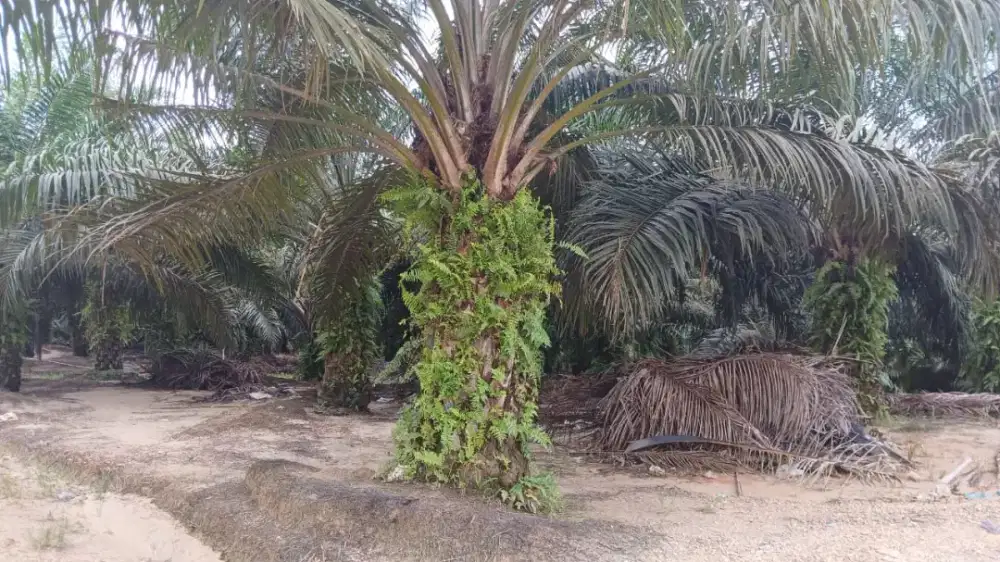 Loker Perkebunan Sawit Kalimantan