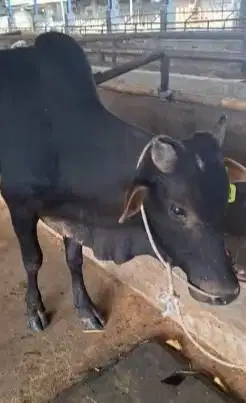 5 ekor sapi jantan TB 120cm 200kiloan cross ongole siap penggemukan ok