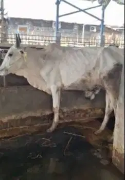 5 ekor sapi jantan TB 120cmUP 200kiloan cross ongole siap digemukin ok