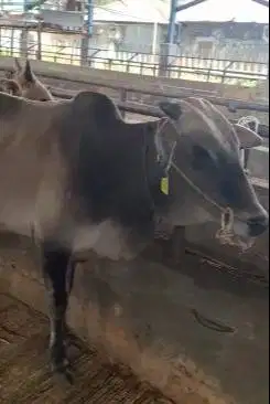 5 ekor sapi jantan TB 120cmUP 200kiloan cross ongole siap digemukin ok