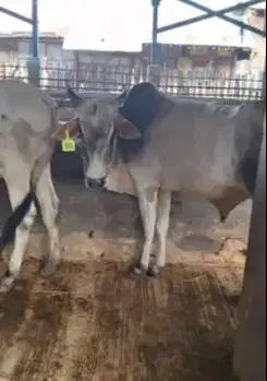 5 ekor sapi jantan TB 120cm cross ongole siap penggemukan 200kiloan ok