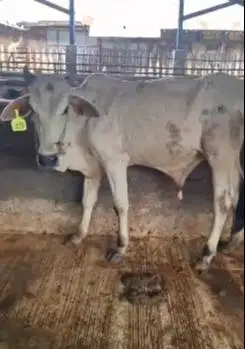 5 ekor sapi jantan 1 thn TB 120cmUP 200kilo ongole siap digemukin puas