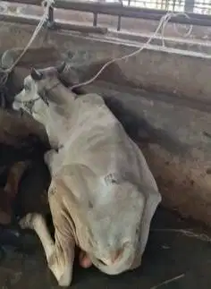 5 ekor sapi jantan 1 thn TB 120cmUP 200kilo ongole siap digemukin puas