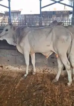 5 ekor sapi jantan TB 120cmUP 200kiloan 1 tahunan siap penggemukan top