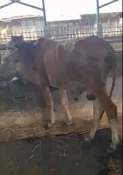 5 ekor sapi jantan TB 120cmUP 200kiloan 1 tahunan siap penggemukan top