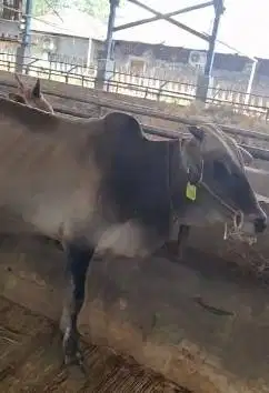 5 ekor sapi jantan TB 120cmUP 200kiloan 1 tahunan siap penggemukan top