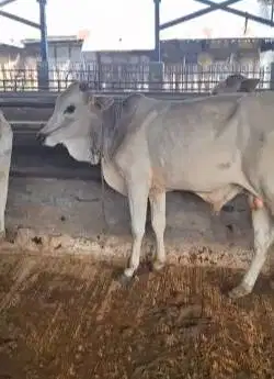 5 ekor sapi jantan TB 120cmUP 200kiloan 1 tahunan siap penggemukan top