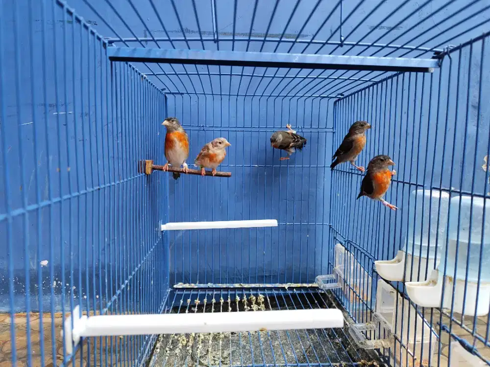 Red siskin betina siapan