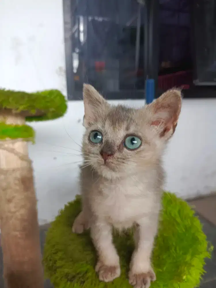 Scoties stright blue light