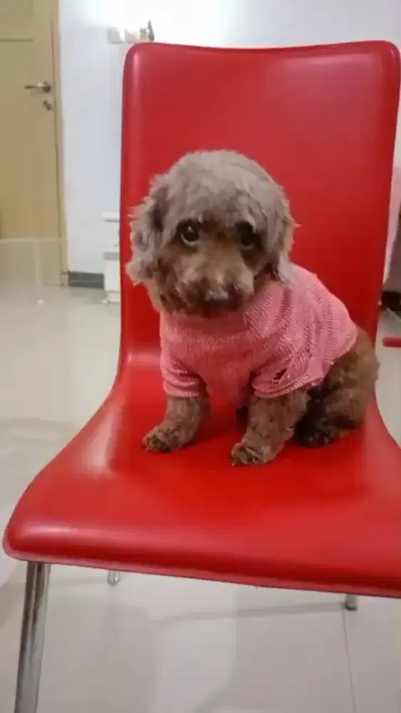 Anjing tiny poodle