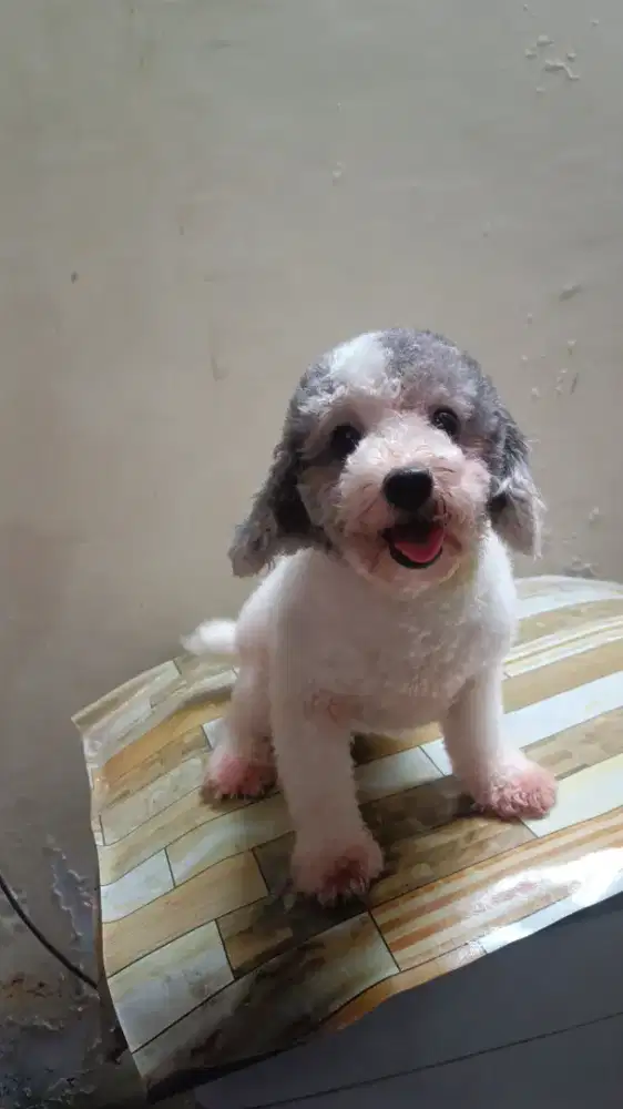 Anjing poodle betina