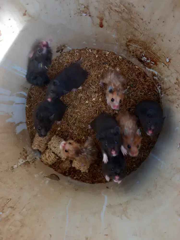 Hamster Indukan dan anakan