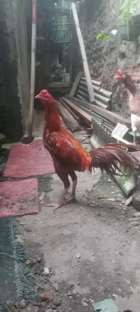 Jual cepat ayam bangkok birma
