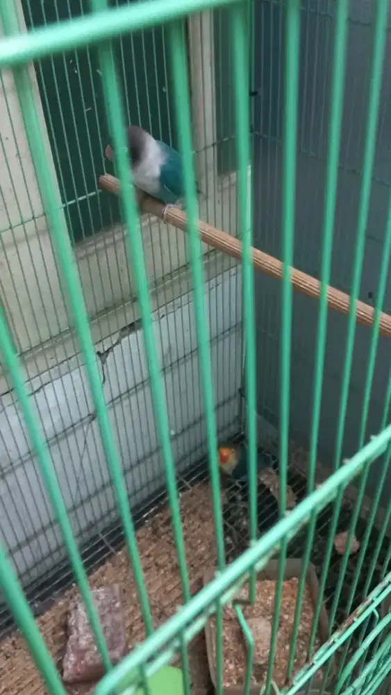 Love bird sepasang bonus 1