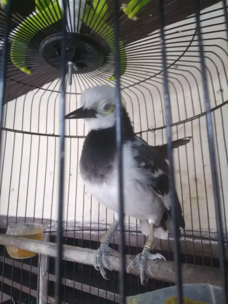 Burung jalak hongkong gacor burja minus sayap dikit