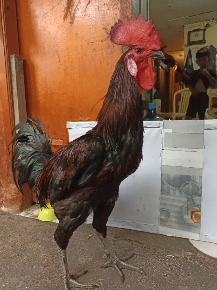 JUAL AYAM PELUNG JAGO JUMBO