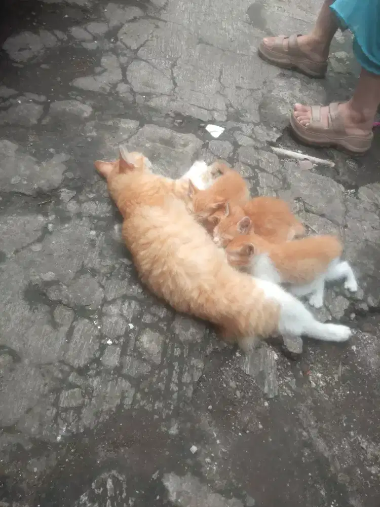 Open adopsi kucing blasteran 5 ekor sama indukan