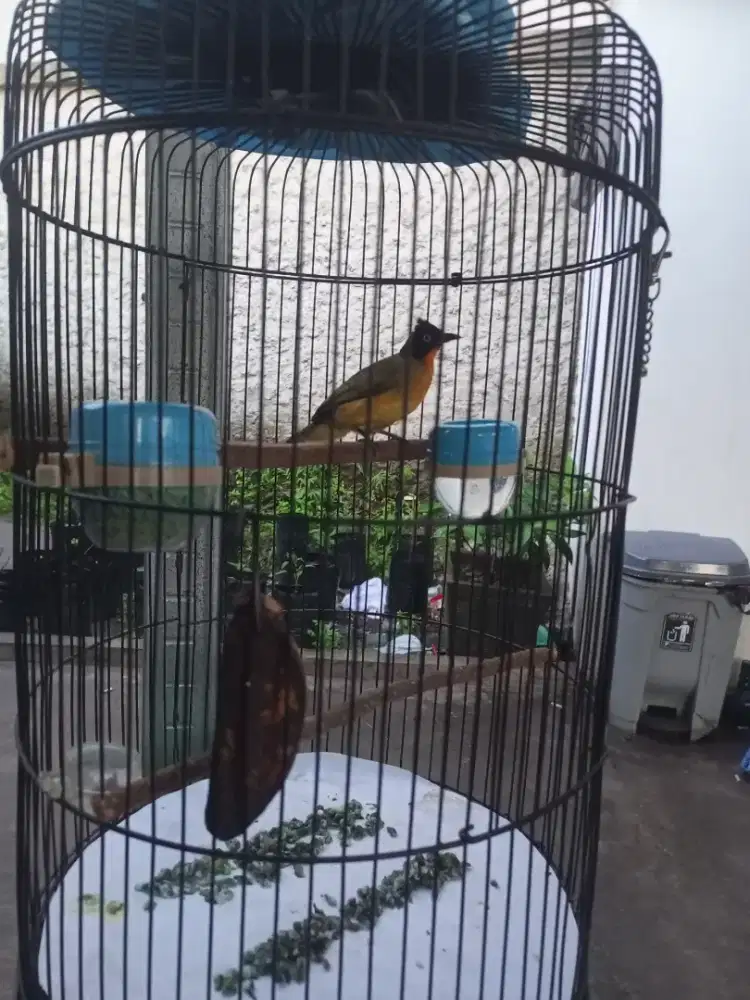 Jual burung kutilang emas mata putih gacor (BURJA)