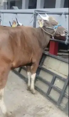 sapi kupang jantan Tb 120cm 200kiloanUP siap potong hajatan sedekahan