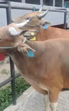 sapi kupang jantan Tb 120cm 200kiloanUP siap potong hajatan sedekahan