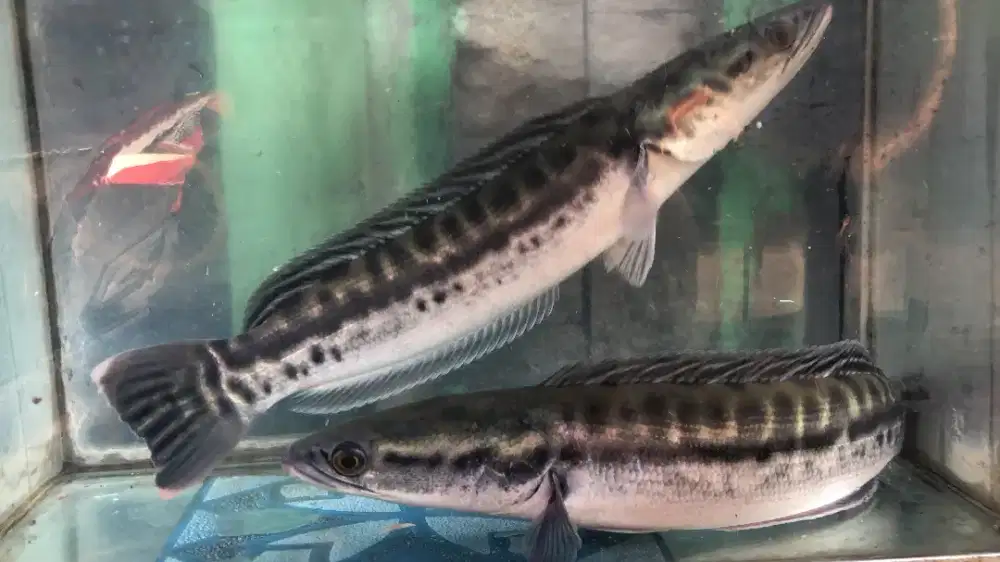 Toman Globin bahan ijo mamer