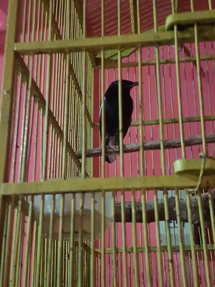 kacer dahit gacor figher