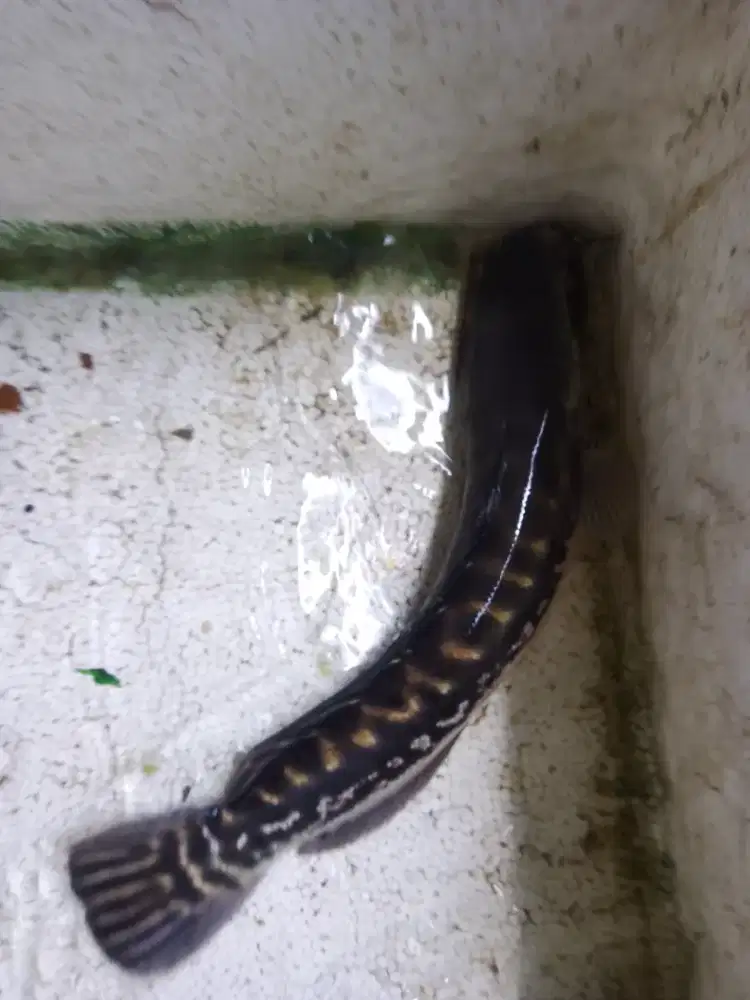 Toman Globin saes 36-38 cm