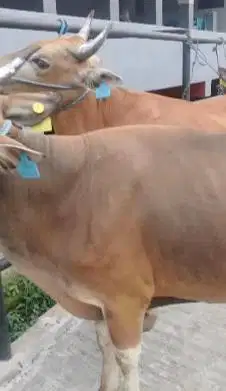 sapi potong kupang TB 120cm 200kiloan siap potong hajatan nazar manteb