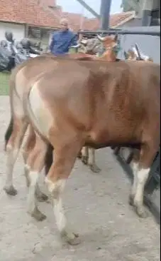 sapi potong kupang TB 120cm 200kiloan siap potong hajatan nazar manteb