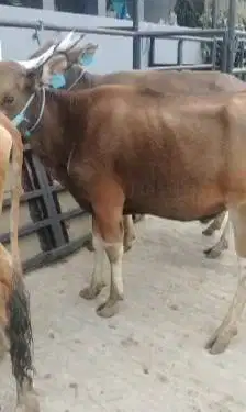 sapi potong ras kupang TB 120cm 200kiloan siap hajatan nazar sedekahan