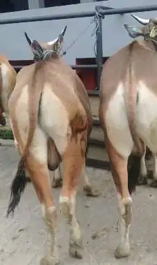 sapi kupang 200kiloan TB 120cm siap potong nazar hajatan sedekahan top