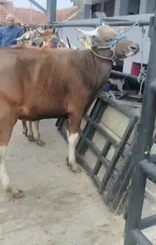 sapi potong kupang TB 120cm 200kiloan siap hajatan nazar sedekahan top