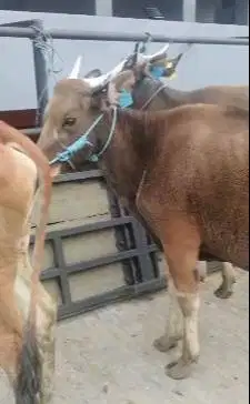 sapi potong kupang TB 120cm 200kiloan siap hajatan nazar sedekahan top