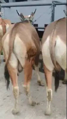 sapi kupang 200kiloan TB 120cmUp siap potong hajatan nazar sedekahan