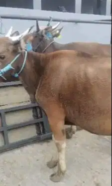 sapi kupang 200kiloan TB 120cmUp siap potong hajatan nazar sedekahan