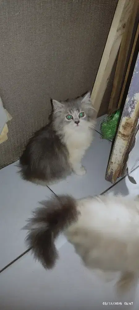 Kitten Persia 3 bulanan