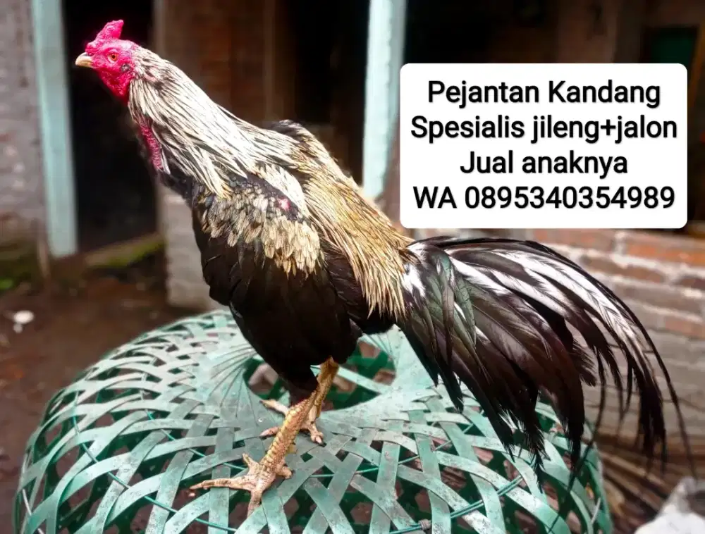 Jual bibit ayam laga berkualitas