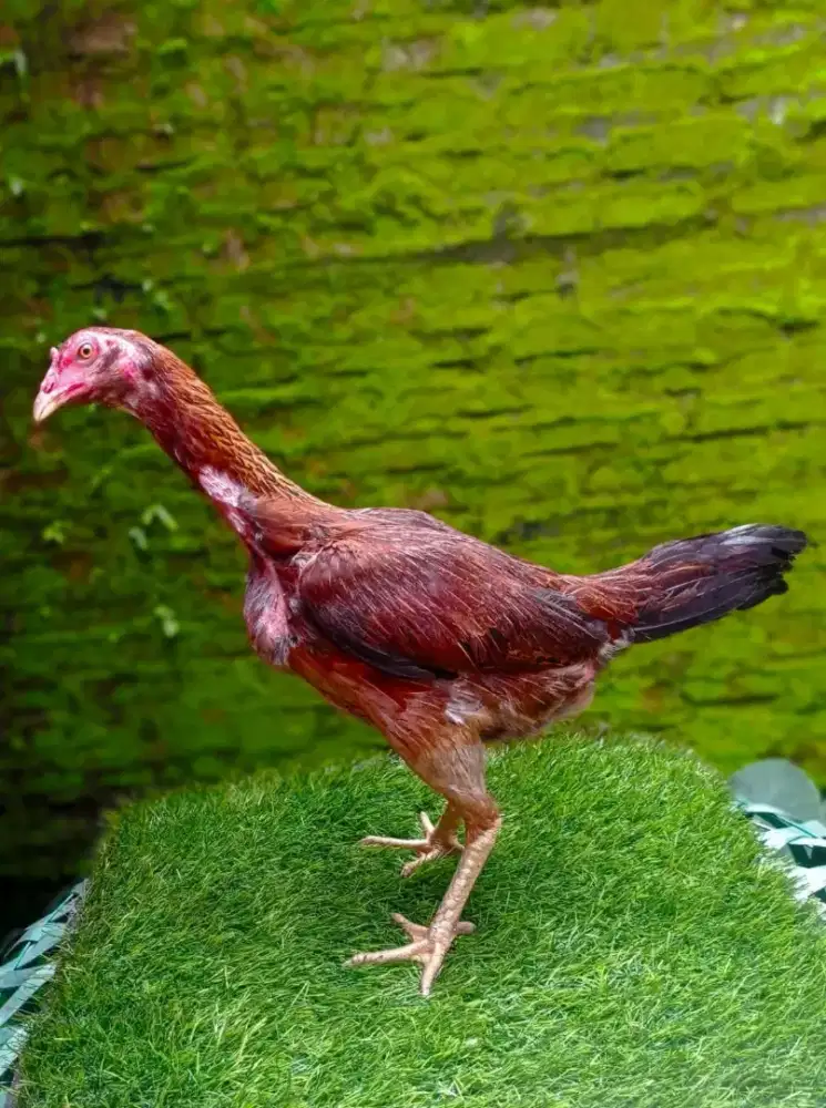 Indukan yang kami gunakan