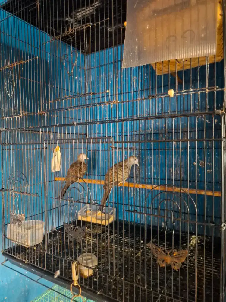 Perkutut Bangkok Produksi 1 kali